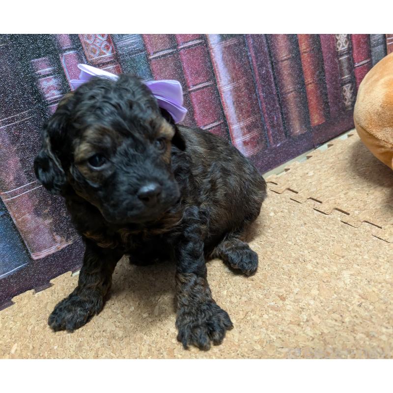 販売中の茨城県のトイプードル-441363の2枚目