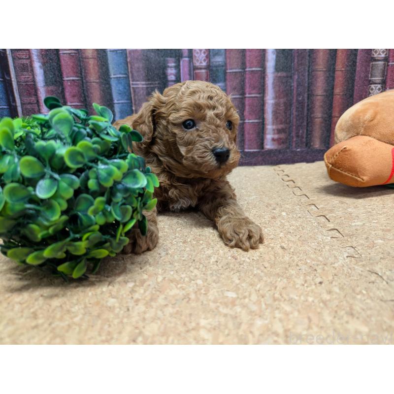 販売中の茨城県のトイプードル-441364の5枚目