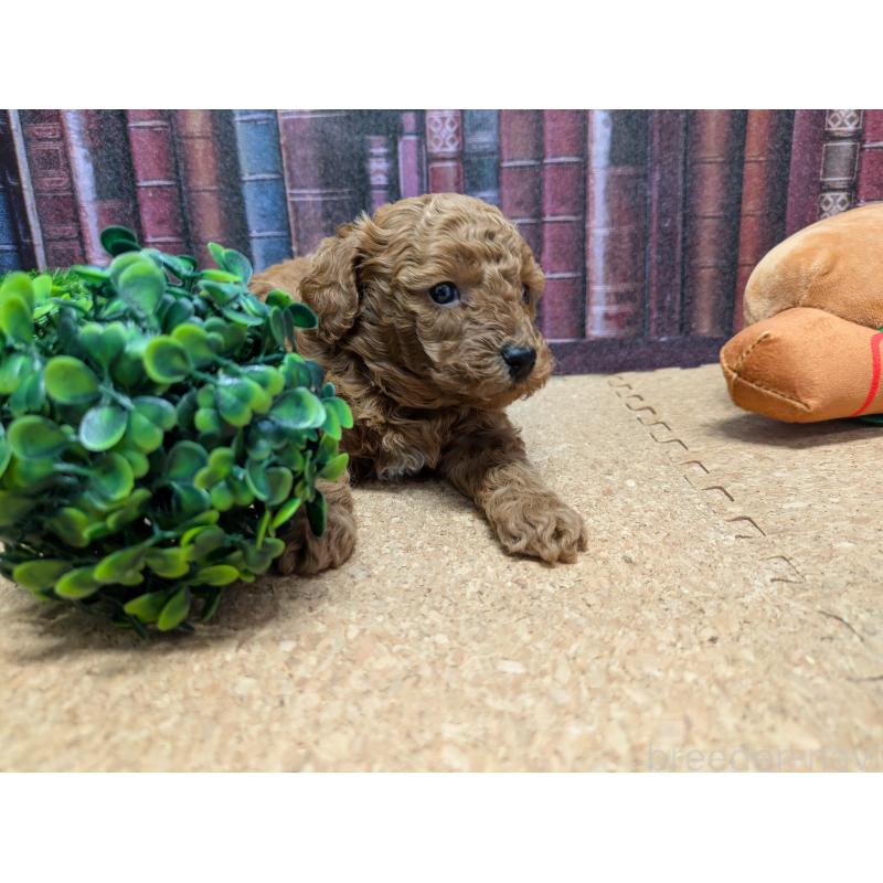 販売中の茨城県のトイプードル-441364の4枚目