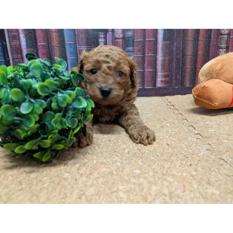 販売中の茨城県のトイプードル-441364の3枚目