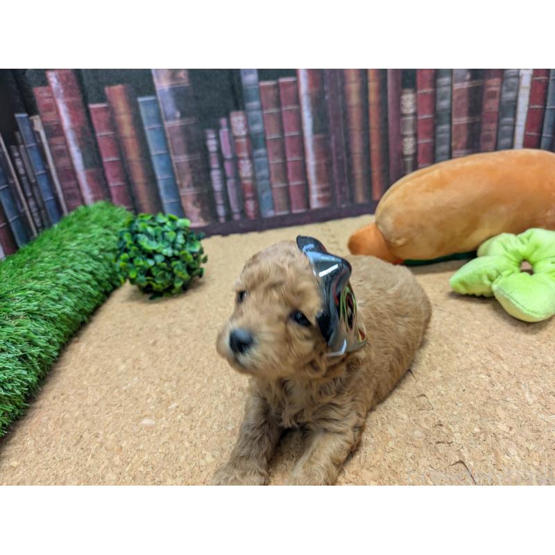 販売中の茨城県のトイプードル-441364の2枚目