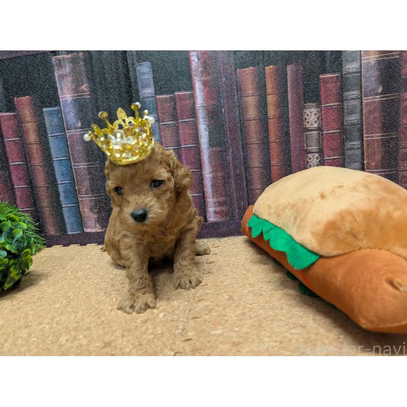 販売中の茨城県のトイプードル-441365の5枚目