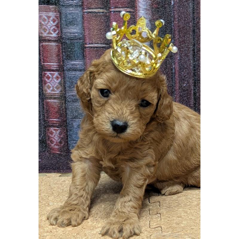 販売中の茨城県のトイプードル-441365の4枚目