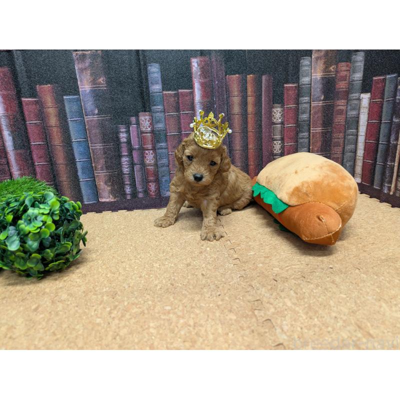 販売中の茨城県のトイプードル-441365の3枚目