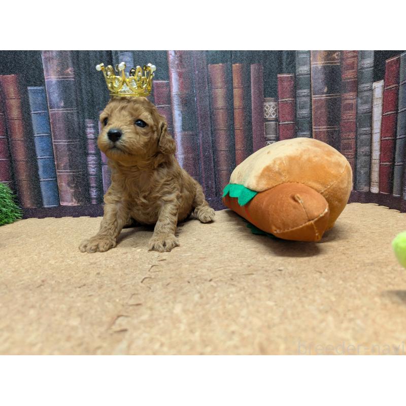 販売中の茨城県のトイプードル-441365の2枚目