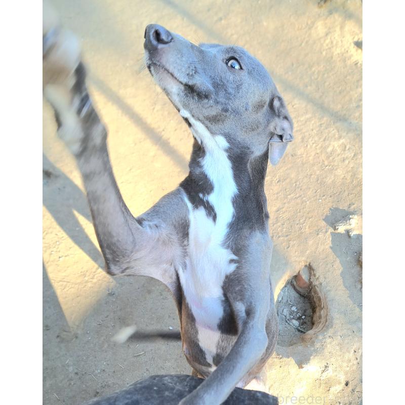 チカちゃん1枚目