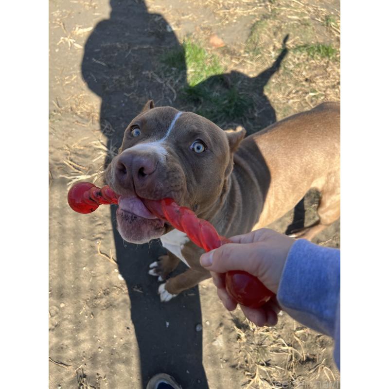 販売中の千葉県のアメリカンピットブルテリア-415778の3枚目