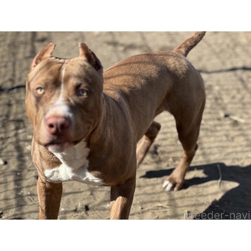 販売中の千葉県のアメリカンピットブルテリア-415778の2枚目