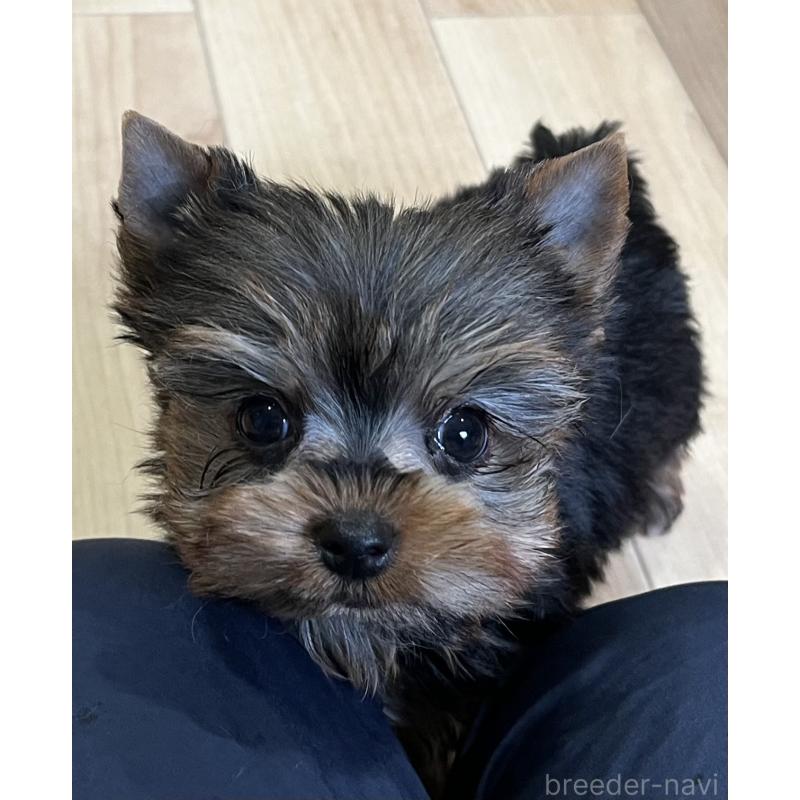 成約済の鹿児島県のヨークシャーテリア-437194の10枚目