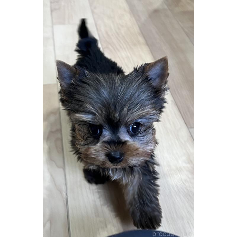 成約済の鹿児島県のヨークシャーテリア-437194の9枚目