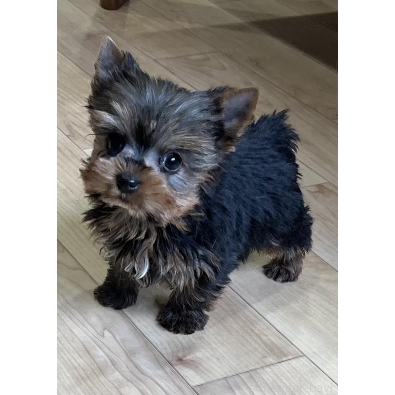 成約済の鹿児島県のヨークシャーテリア-437194の8枚目