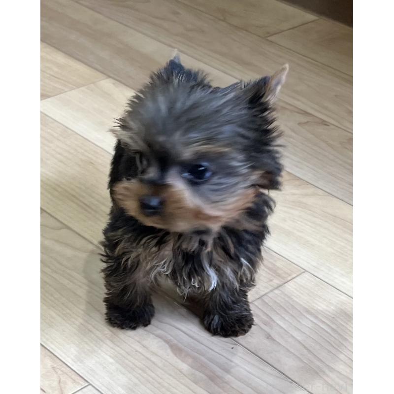 成約済の鹿児島県のヨークシャーテリア-437194の7枚目