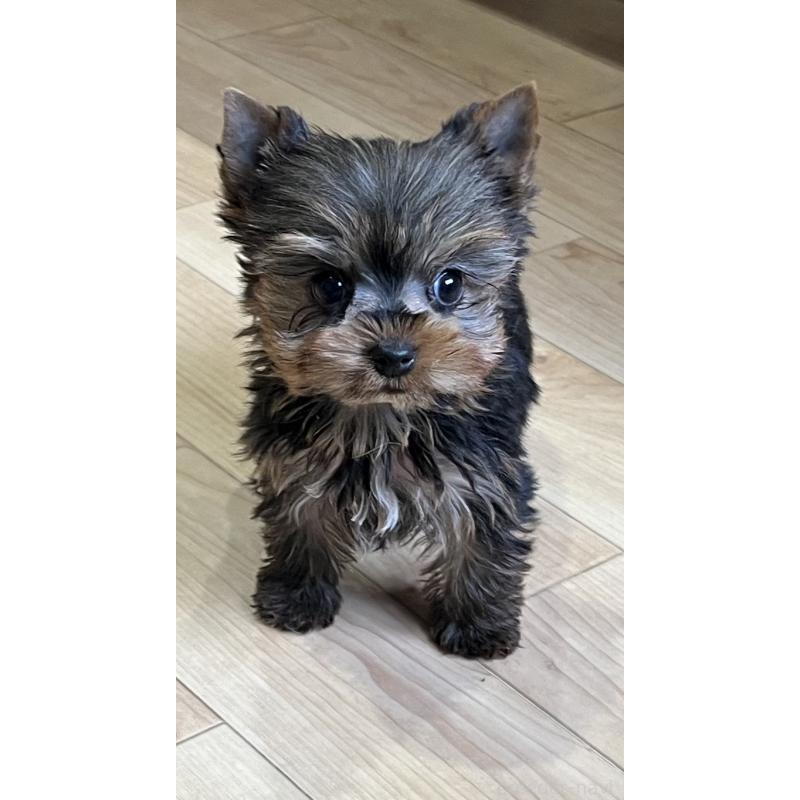 成約済の鹿児島県のヨークシャーテリア-437194の6枚目