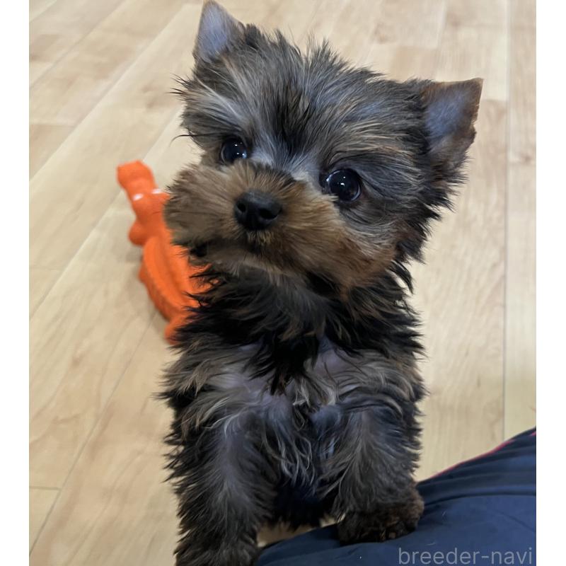 成約済の鹿児島県のヨークシャーテリア-437194の4枚目