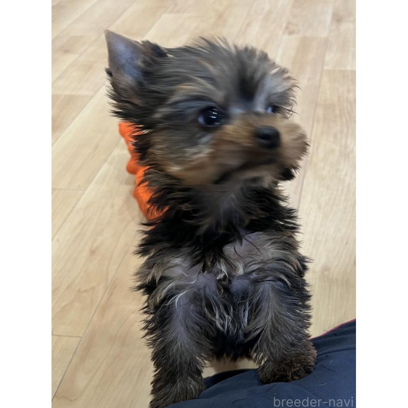 成約済の鹿児島県のヨークシャーテリア-437194の3枚目