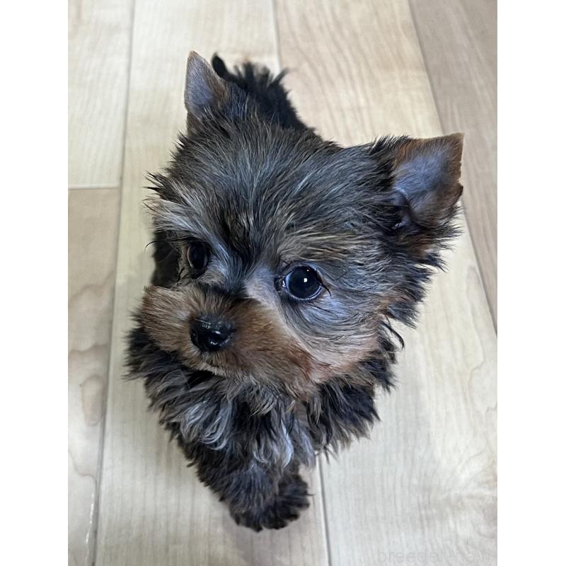 成約済の鹿児島県のヨークシャーテリア-437194の2枚目