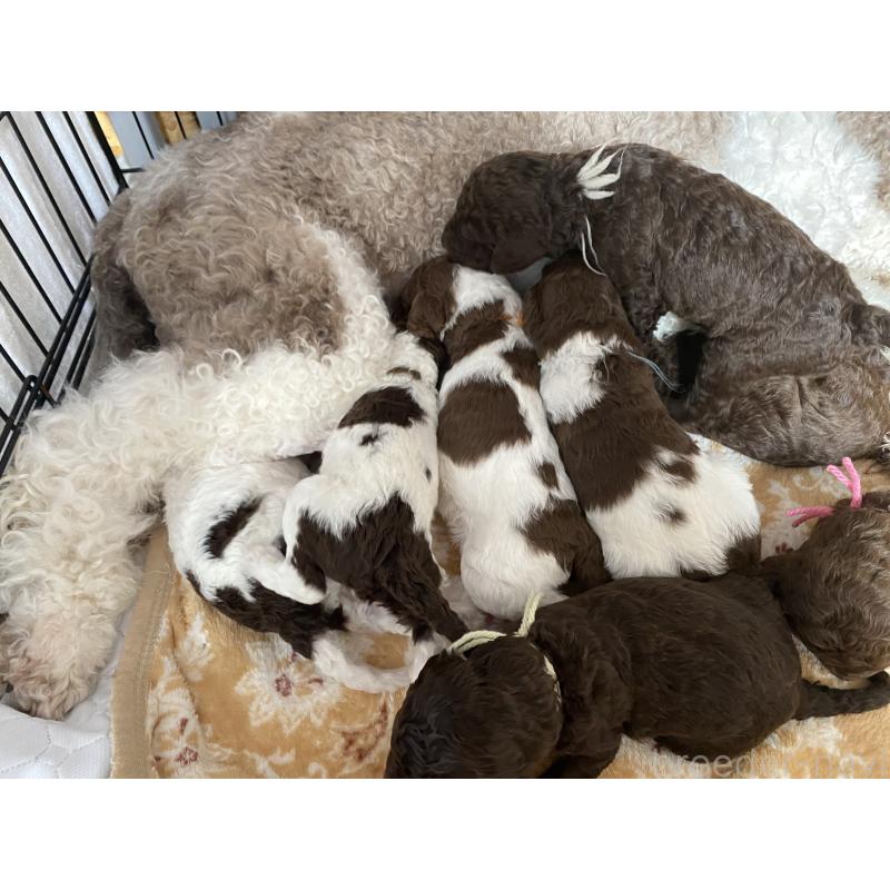 販売中の茨城県のスタンダードプードル-441367の6枚目