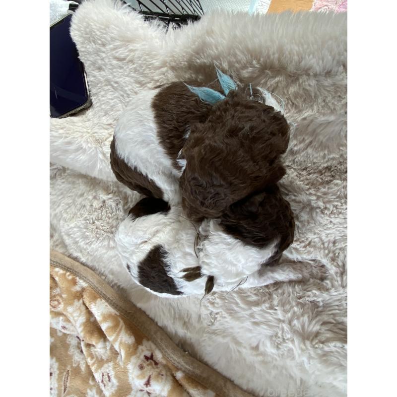 販売中の茨城県のスタンダードプードル-441367の5枚目