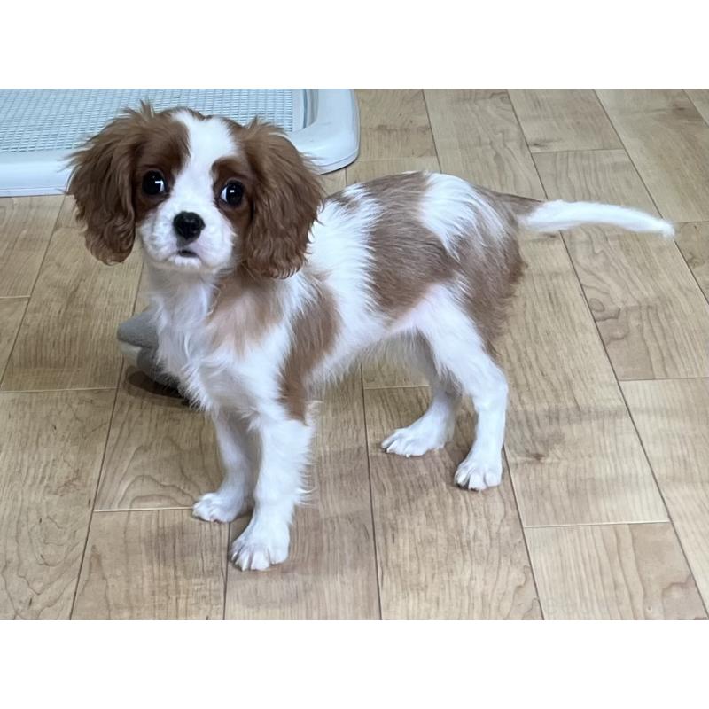 販売中の鹿児島県のキャバリアキングチャールズスパニエル-433430
