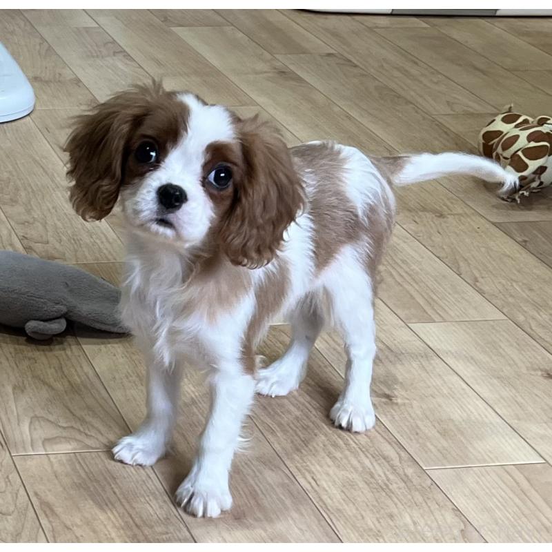 販売中の鹿児島県のキャバリアキングチャールズスパニエル-433430の8枚目