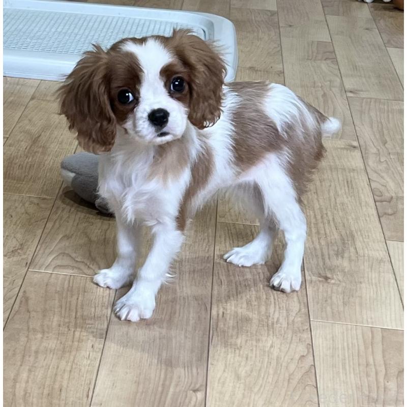 販売中の鹿児島県のキャバリアキングチャールズスパニエル-433430の9枚目