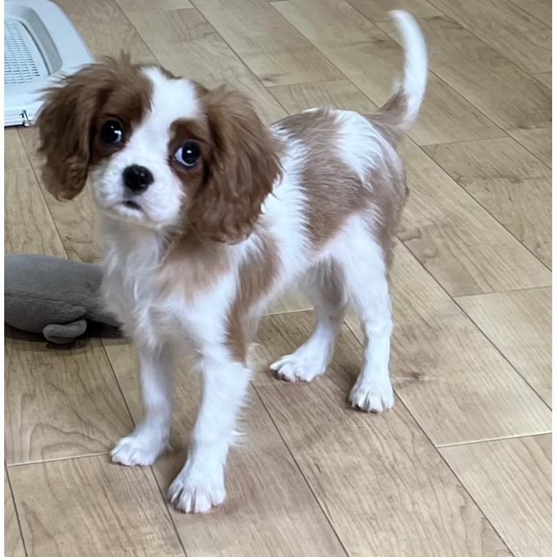 販売中の鹿児島県のキャバリアキングチャールズスパニエル-433430の7枚目