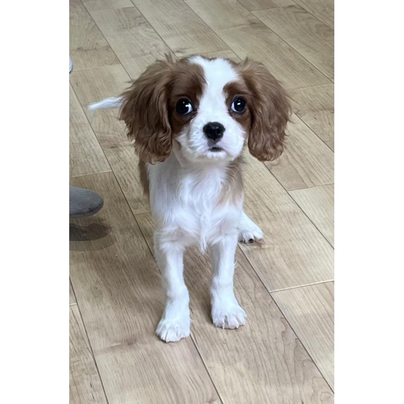 販売中の鹿児島県のキャバリアキングチャールズスパニエル-433430の6枚目