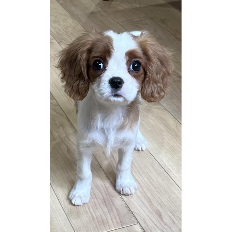 販売中の鹿児島県のキャバリアキングチャールズスパニエル-433430の3枚目