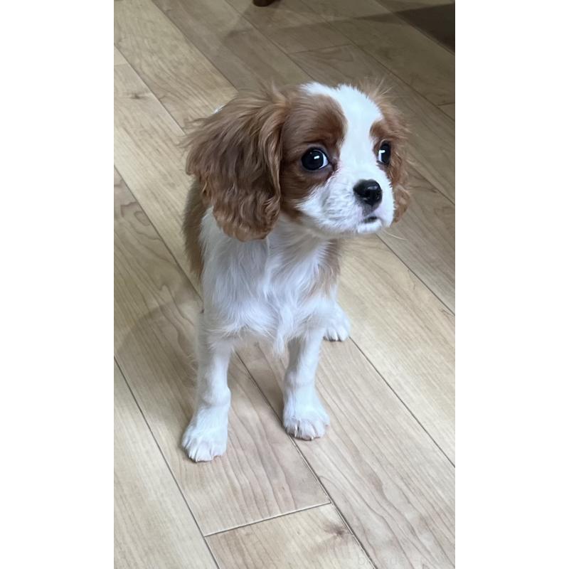 販売中の鹿児島県のキャバリアキングチャールズスパニエル-433430の2枚目