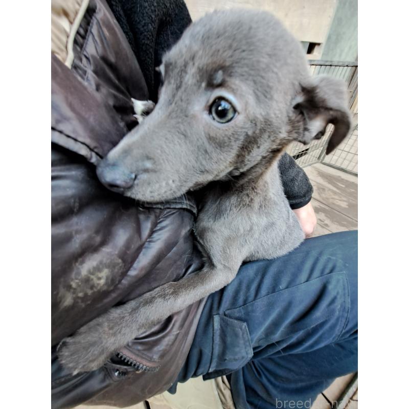 販売中の千葉県のミックス犬-441369の8枚目