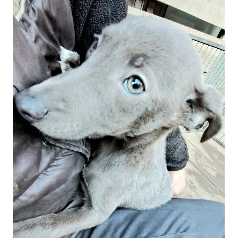 販売中の千葉県のミックス犬-441369の1枚目