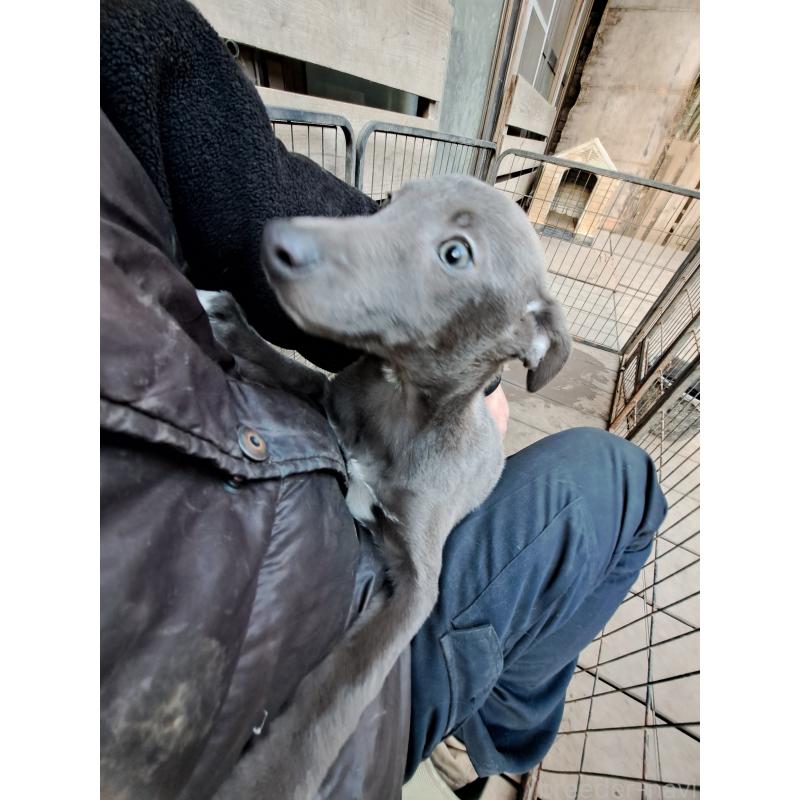 販売中の千葉県のミックス犬-441369の7枚目