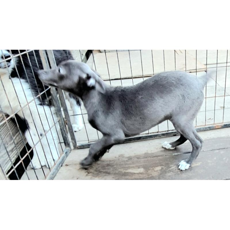 販売中の千葉県のミックス犬-441369の6枚目