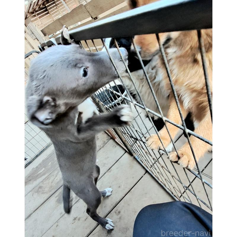 販売中の千葉県のミックス犬-441369の4枚目