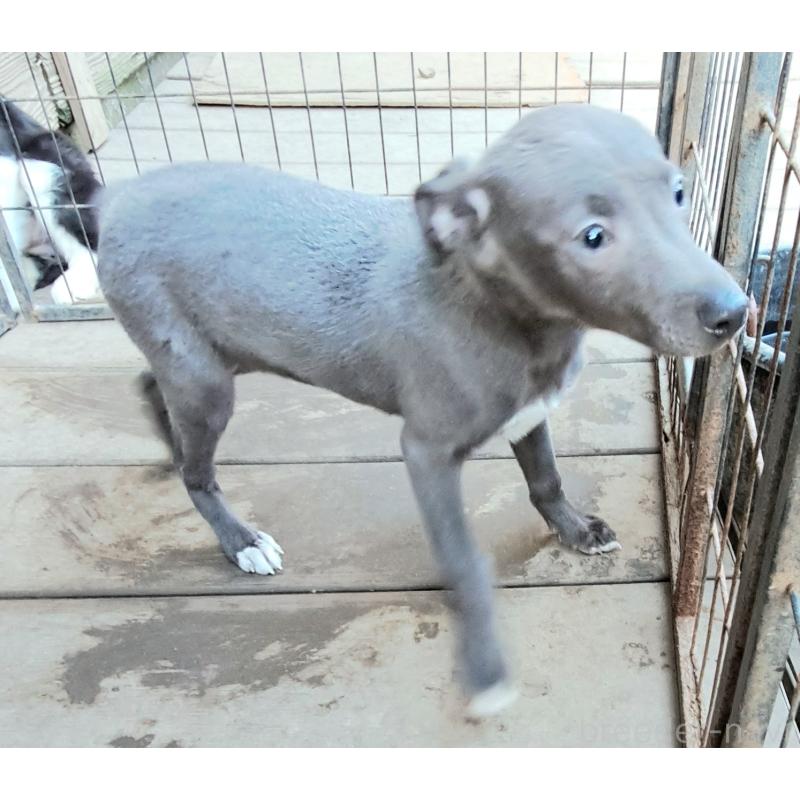 販売中の千葉県のミックス犬-441369の3枚目