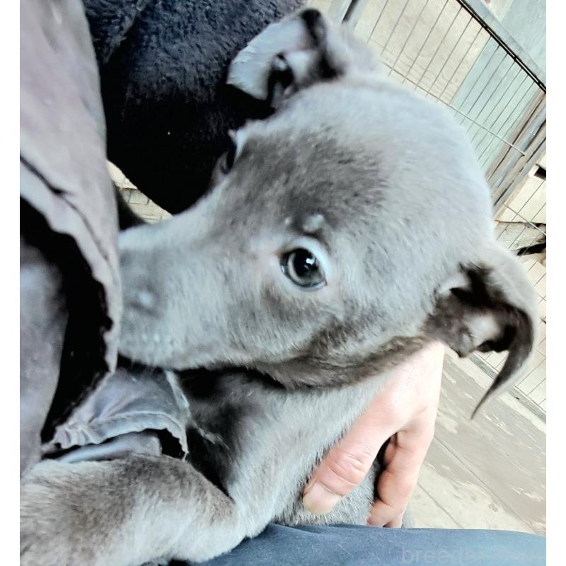 販売中の千葉県のミックス犬-441369の2枚目