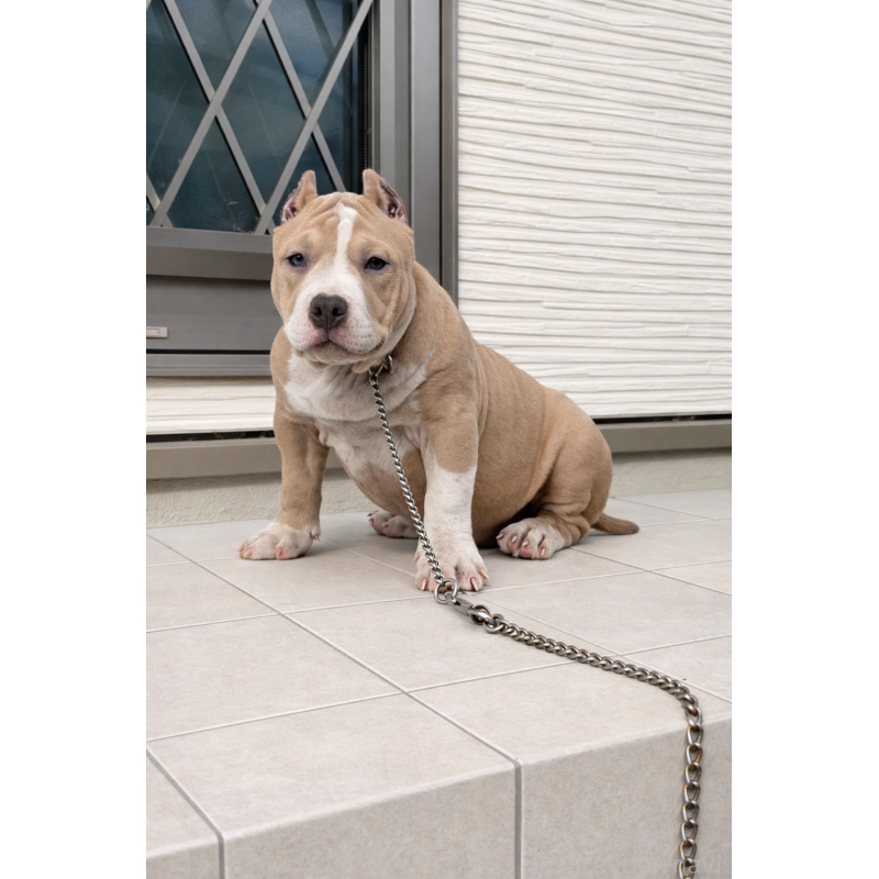 販売中の香川県のアメリカンブリー-432145の3枚目