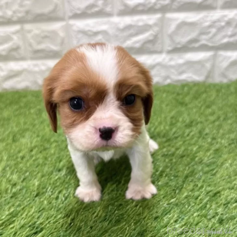 販売中の愛知県のキャバリアキングチャールズスパニエル-441371の1枚目