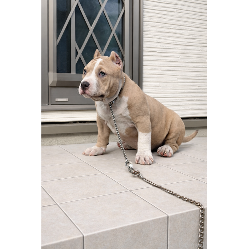 販売中の香川県のアメリカンブリー-432145の2枚目