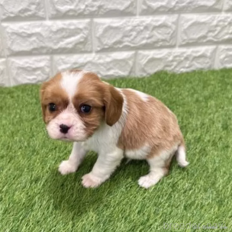 販売中の愛知県のキャバリアキングチャールズスパニエル-441371の5枚目