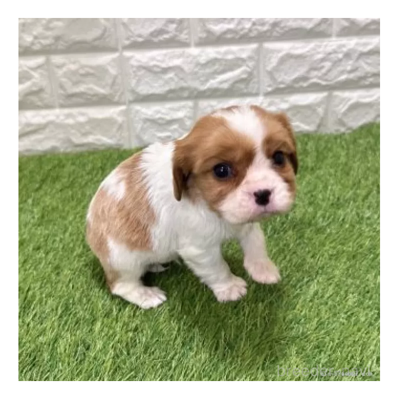 販売中の愛知県のキャバリアキングチャールズスパニエル-441371の4枚目