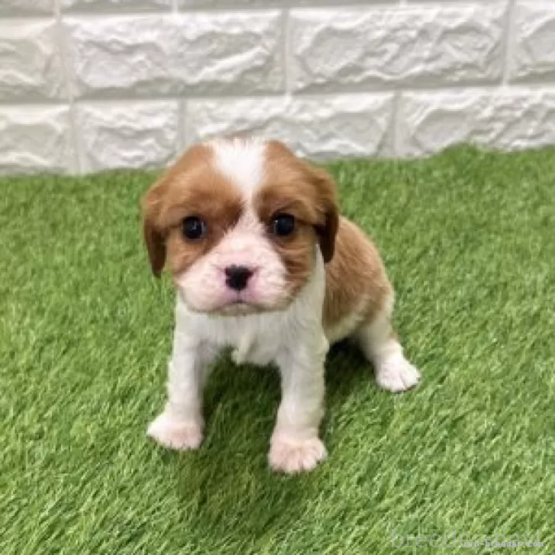 販売中の愛知県のキャバリアキングチャールズスパニエル-441371の3枚目