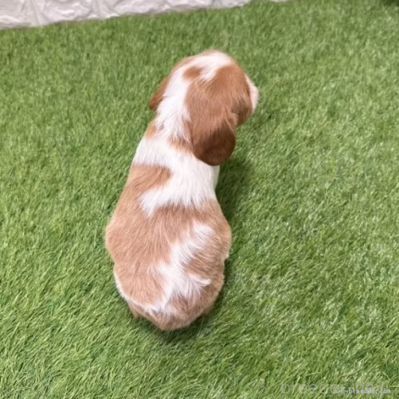 販売中の愛知県のキャバリアキングチャールズスパニエル-441371の2枚目