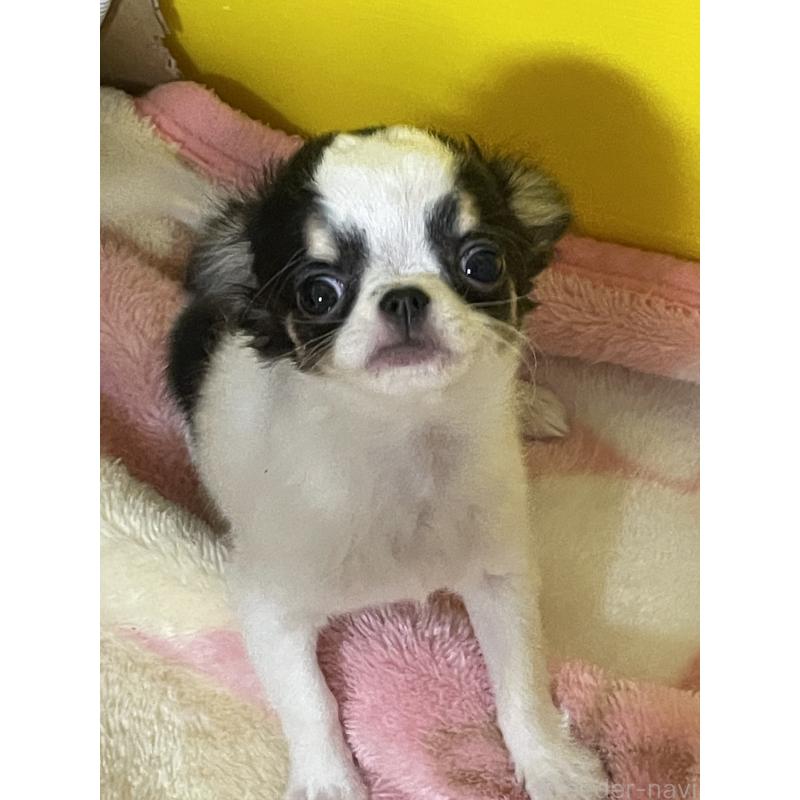 販売中の石川県のチワワ(ロングコート)-441377の5枚目