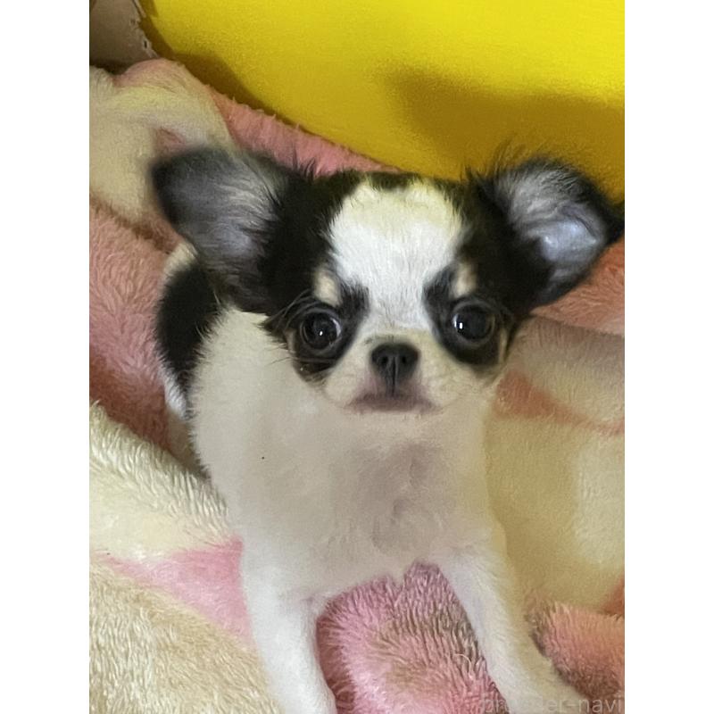 販売中の石川県のチワワ(ロングコート)-441377の4枚目