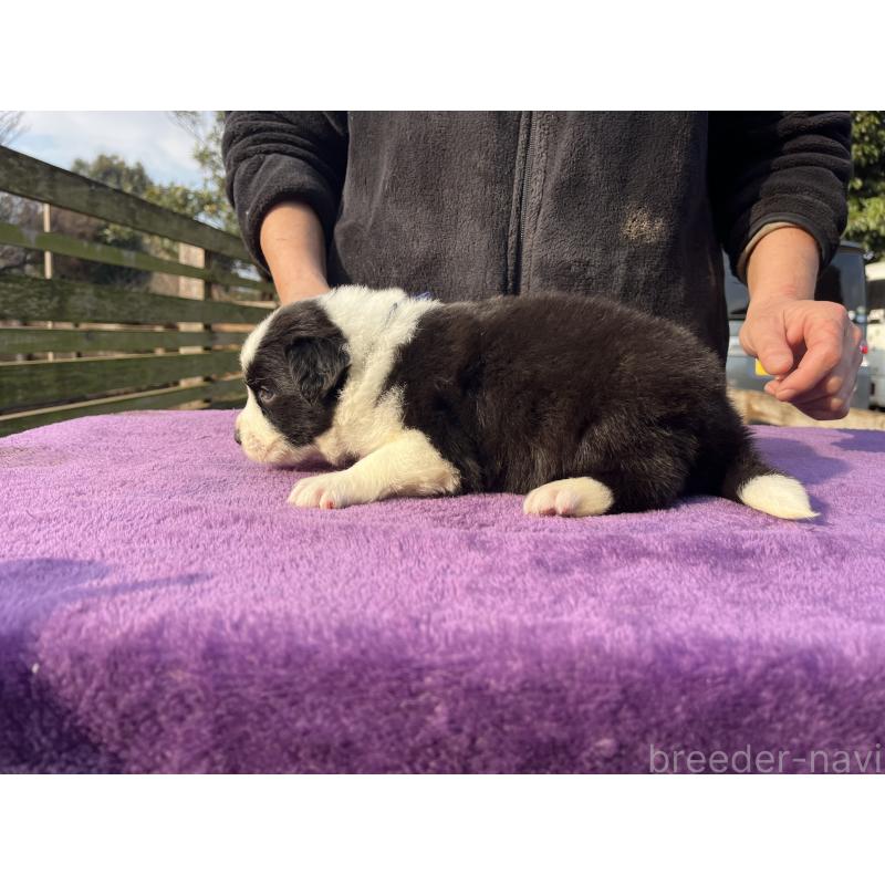 販売中の福岡県のボーダーコリー-441372の6枚目