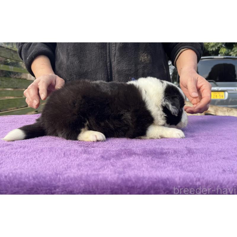 販売中の福岡県のボーダーコリー-441372の5枚目