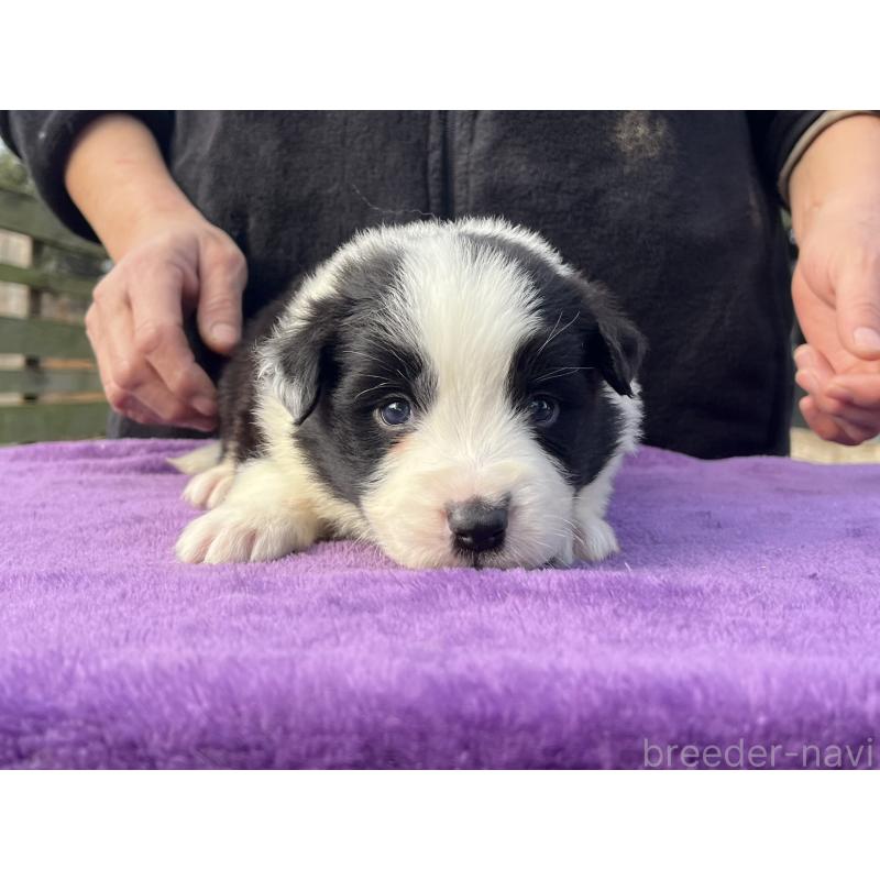 販売中の福岡県のボーダーコリー-441372の4枚目