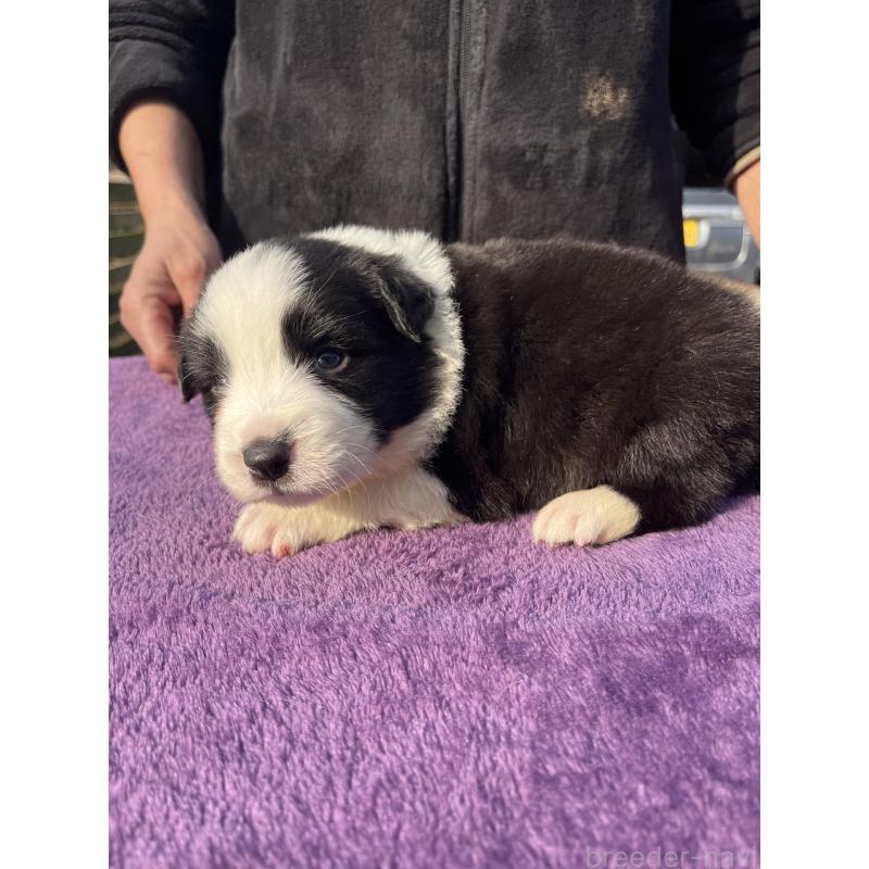 販売中の福岡県のボーダーコリー-441372の3枚目