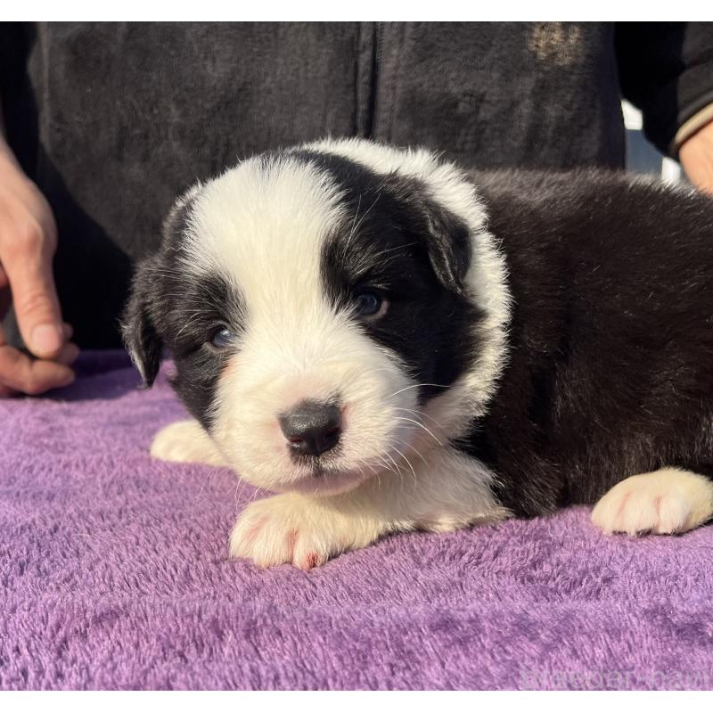 販売中の福岡県のボーダーコリー-441372の2枚目